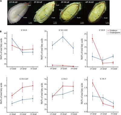 Stearoyl-ACP Δ9 Desaturase 6 and 8 (GhA-SAD6 and GhD-SAD8) Are Responsible for Biosynthesis of Palmitoleic Acid Specifically in Developing Endosperm of Upland Cotton Seeds